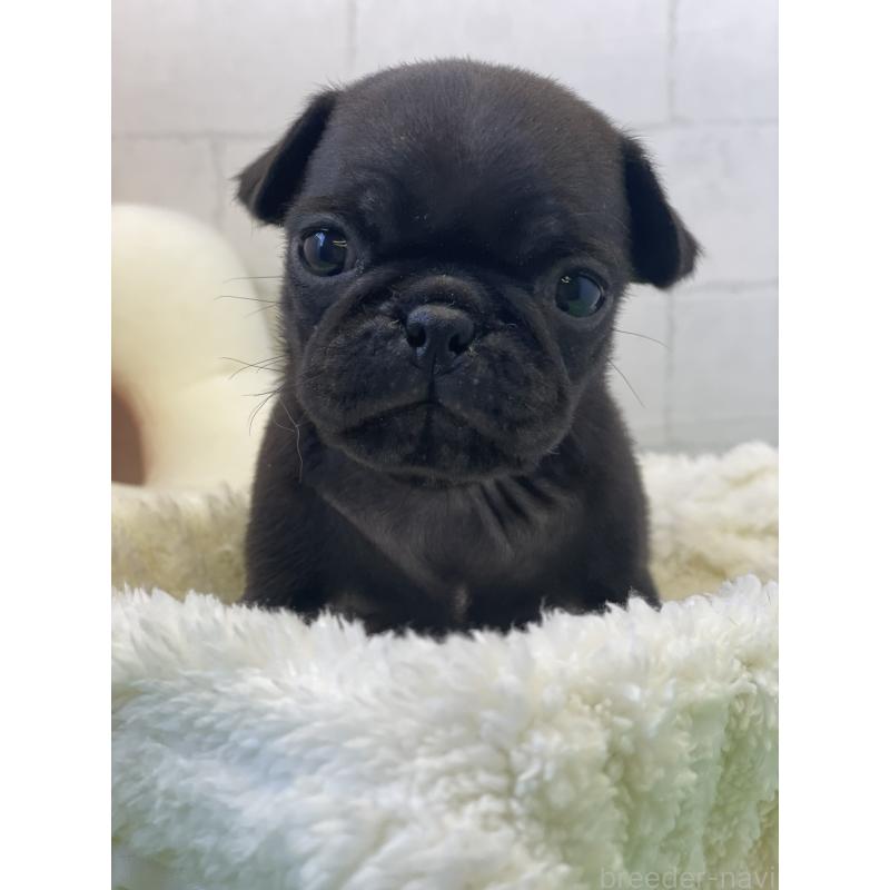 販売中の千葉県のパグ-442744の4枚目