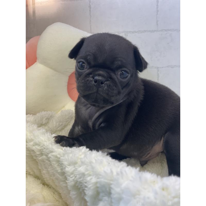販売中の千葉県のパグ-442744の3枚目