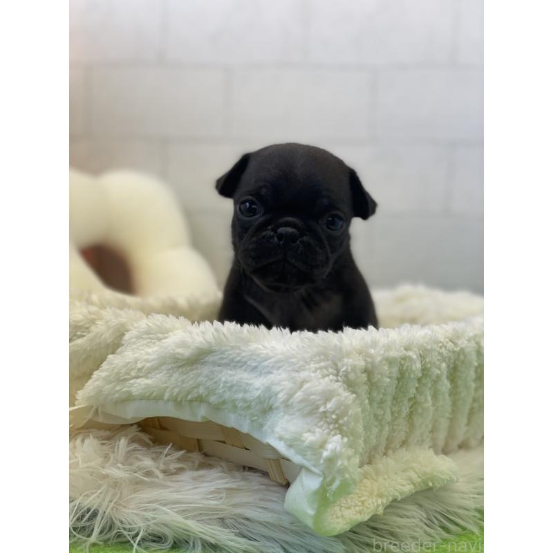 販売中の千葉県のパグ-442744の2枚目