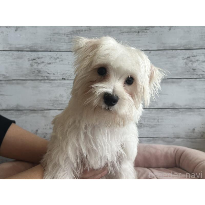 成約済の北海道のマルシュナ:マルチーズ×ミニチュアシュナウザー-427761の3枚目