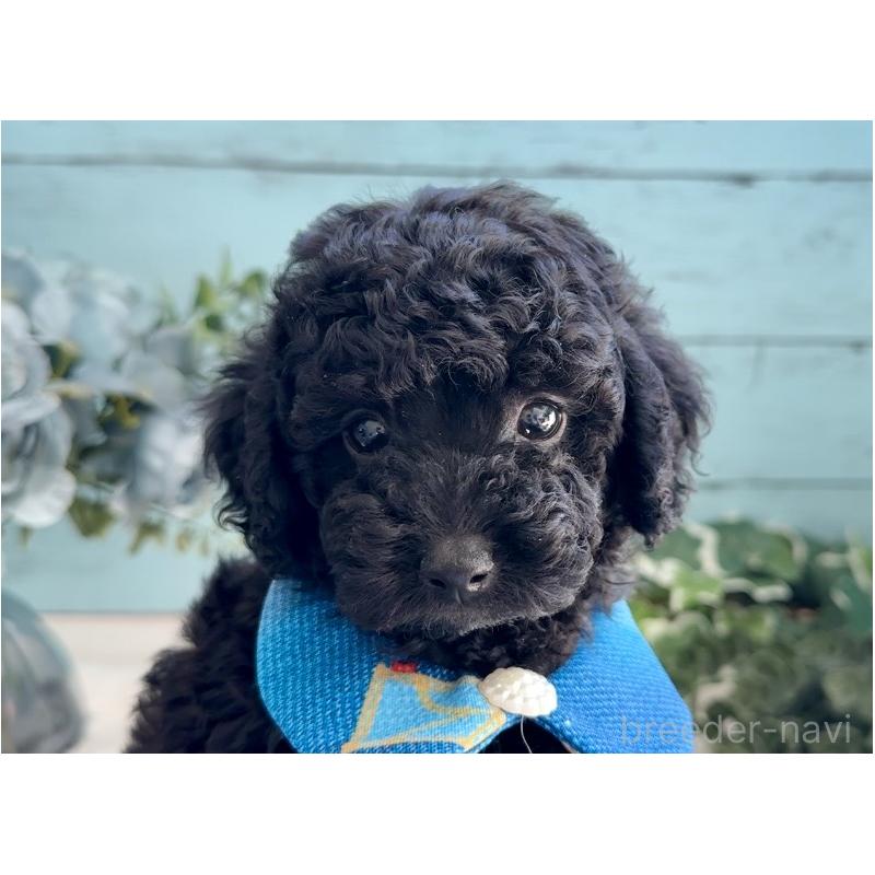 販売中の埼玉県のタイニープードル-442726の3枚目