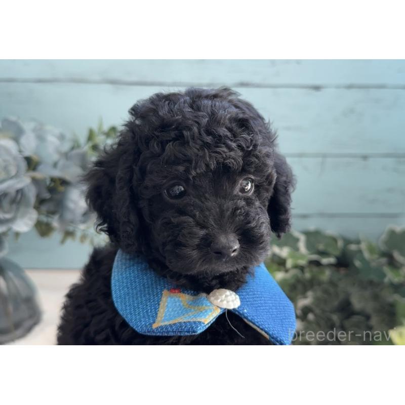 販売中の埼玉県のタイニープードル-442726の2枚目