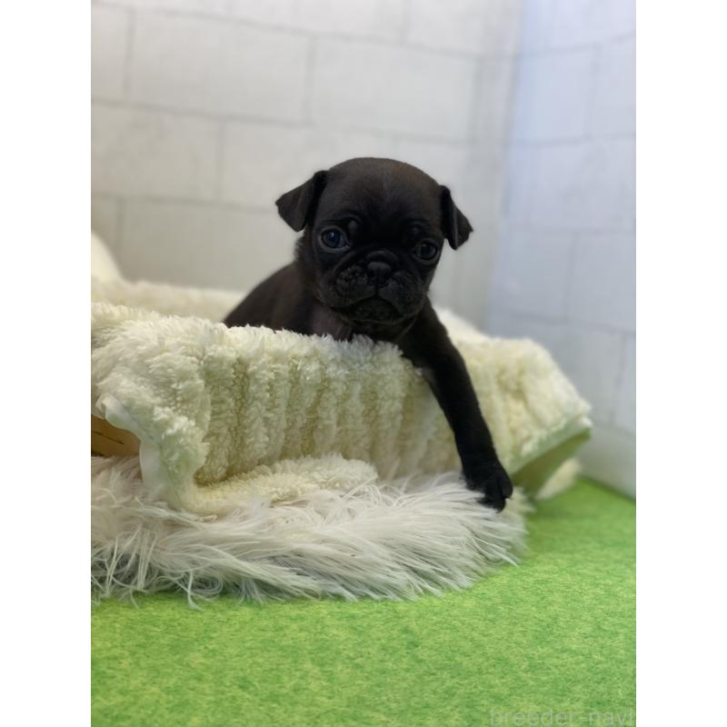 販売中の千葉県のパグ-442741の4枚目