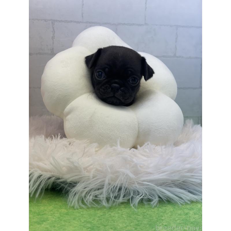 販売中の千葉県のパグ-442741の3枚目