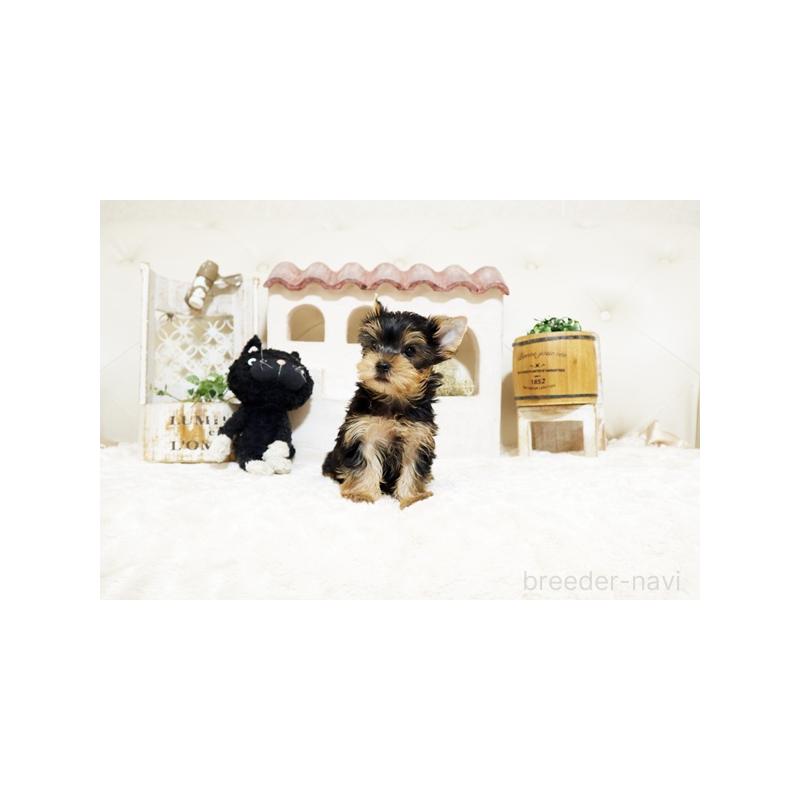 販売中の佐賀県のヨークシャーテリア-442727の5枚目