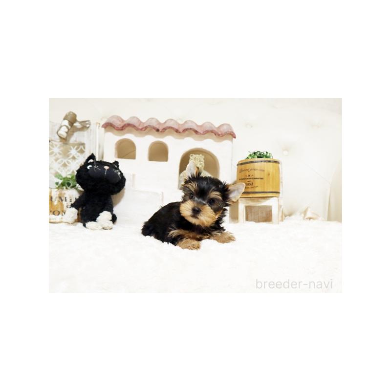 販売中の佐賀県のヨークシャーテリア-442727の4枚目