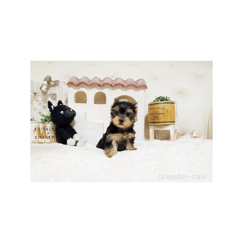 販売中の佐賀県のヨークシャーテリア-442727の3枚目