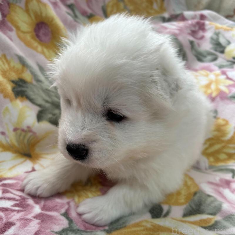 販売中の北海道のサモエド-442728の1枚目