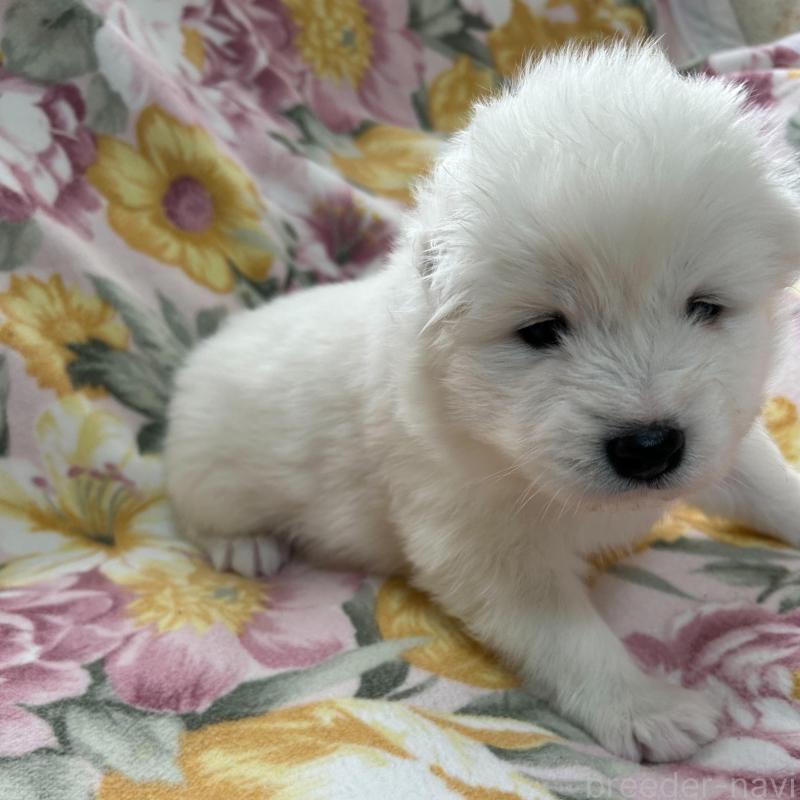 販売中の北海道のサモエド-442728の3枚目