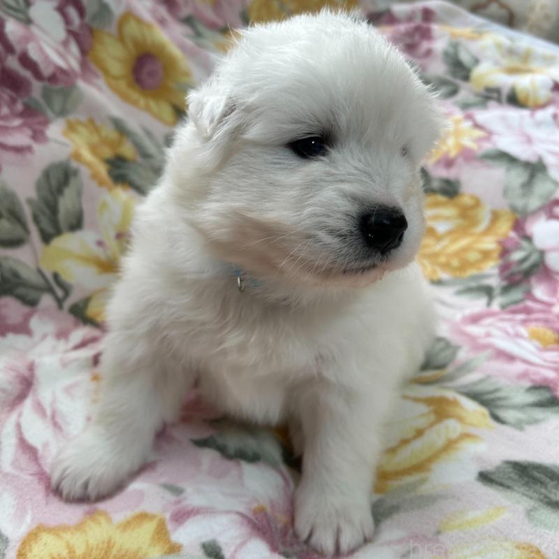 販売中の北海道のサモエド-442728の2枚目