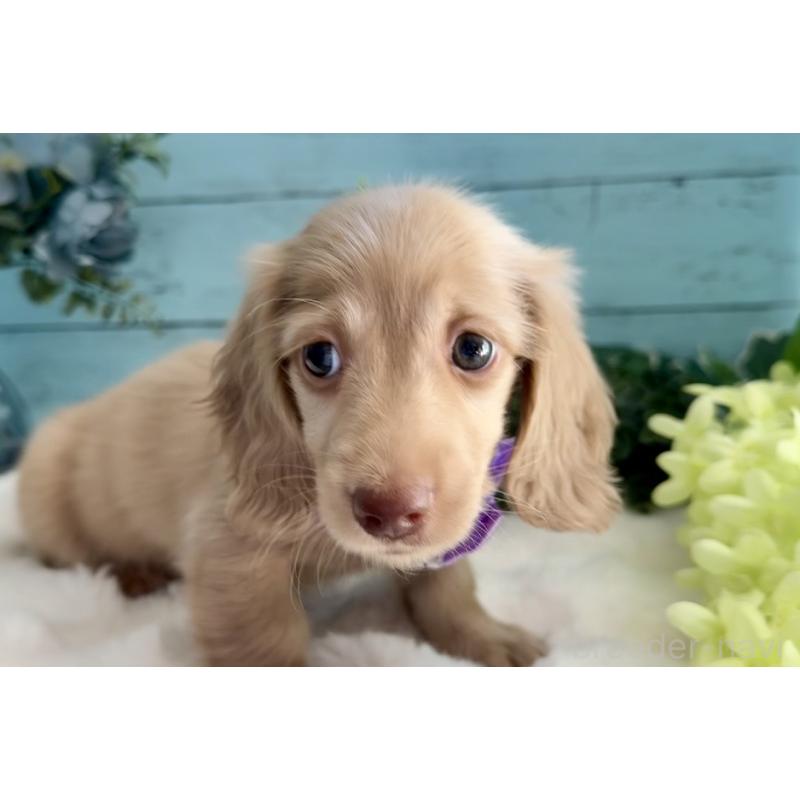 販売中の埼玉県のミニチュアダックスフンド(ロングヘアード)-442734の11枚目