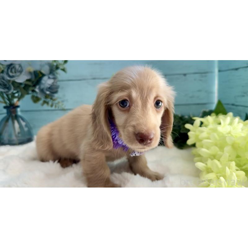 販売中の埼玉県のミニチュアダックスフンド(ロングヘアード)-442734の10枚目