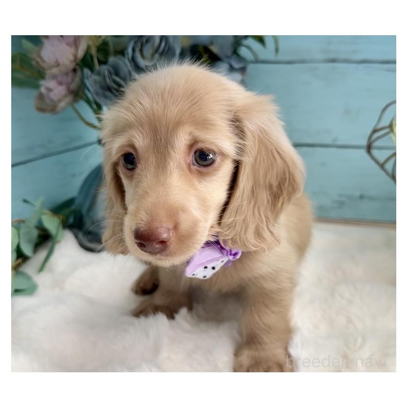 販売中の埼玉県のミニチュアダックスフンド(ロングヘアード)-442734の9枚目