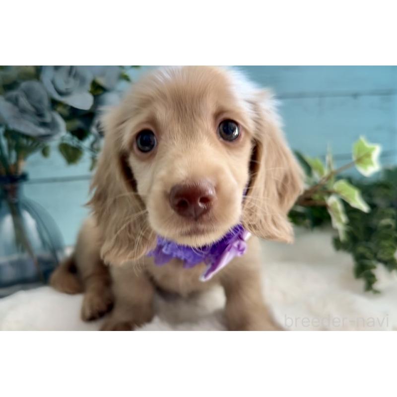 販売中の埼玉県のミニチュアダックスフンド(ロングヘアード)-442734の8枚目