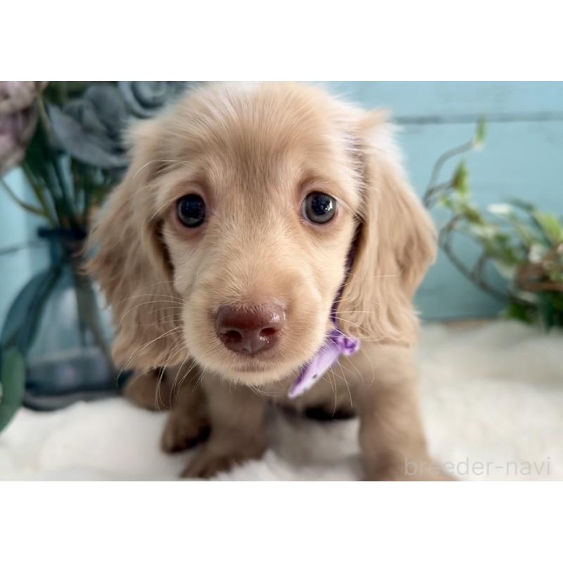 販売中の埼玉県のミニチュアダックスフンド(ロングヘアード)-442734の7枚目