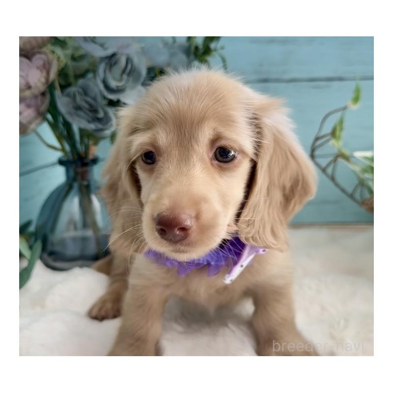 販売中の埼玉県のミニチュアダックスフンド(ロングヘアード)-442734の6枚目