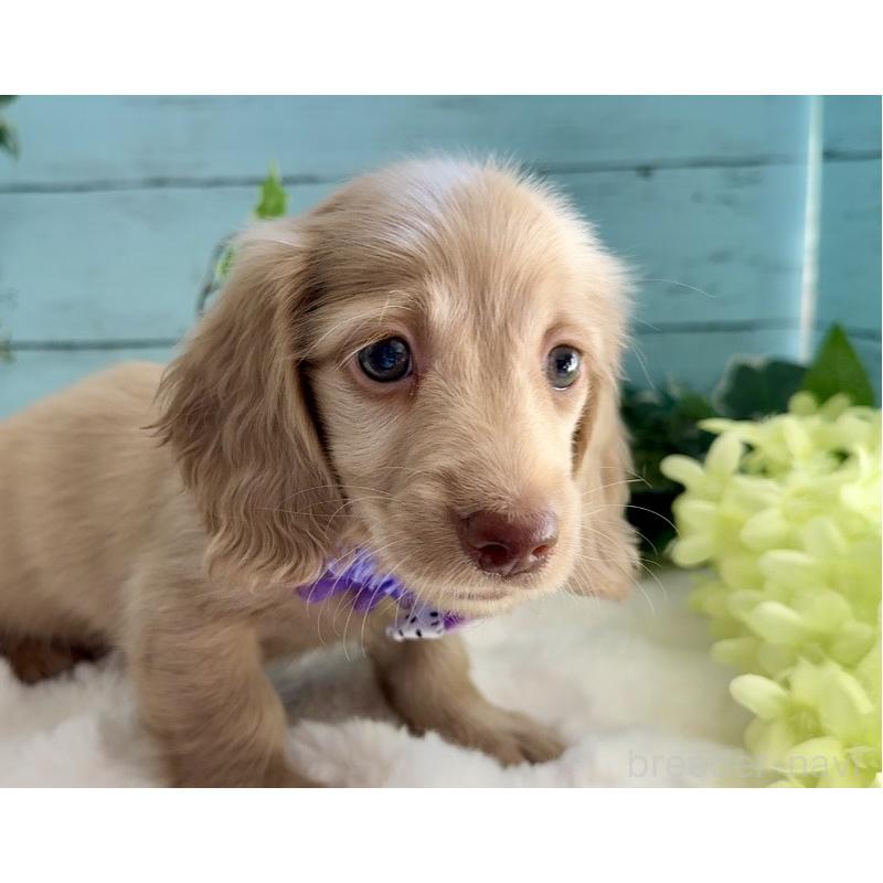 販売中の埼玉県のミニチュアダックスフンド(ロングヘアード)-442734の5枚目