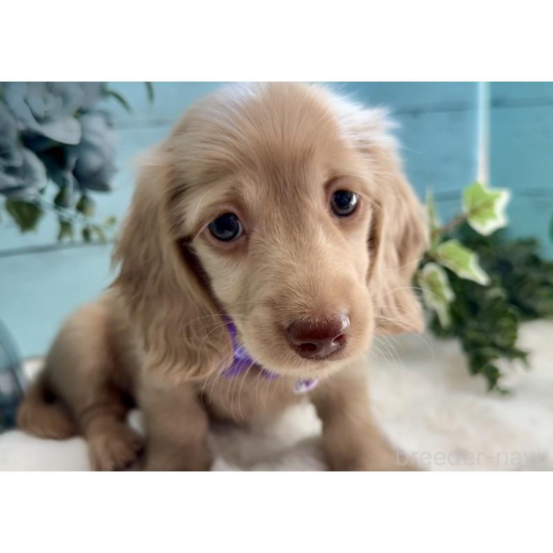 販売中の埼玉県のミニチュアダックスフンド(ロングヘアード)-442734の4枚目