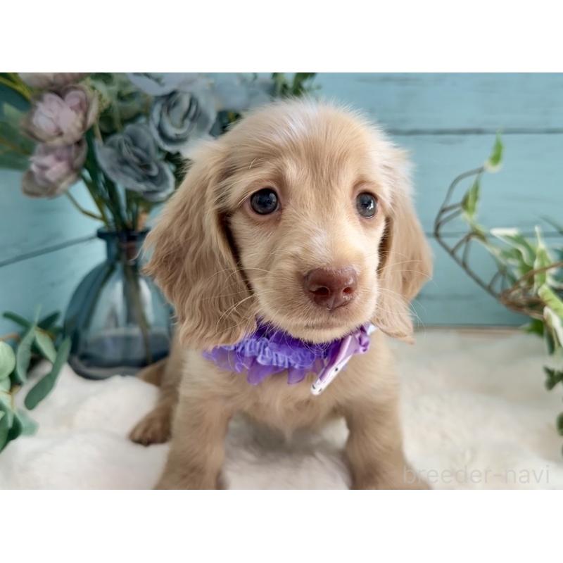 販売中の埼玉県のミニチュアダックスフンド(ロングヘアード)-442734の3枚目