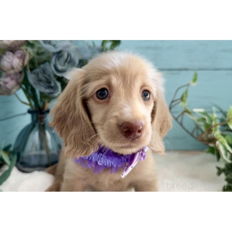 販売中の埼玉県のミニチュアダックスフンド(ロングヘアード)-442734の2枚目