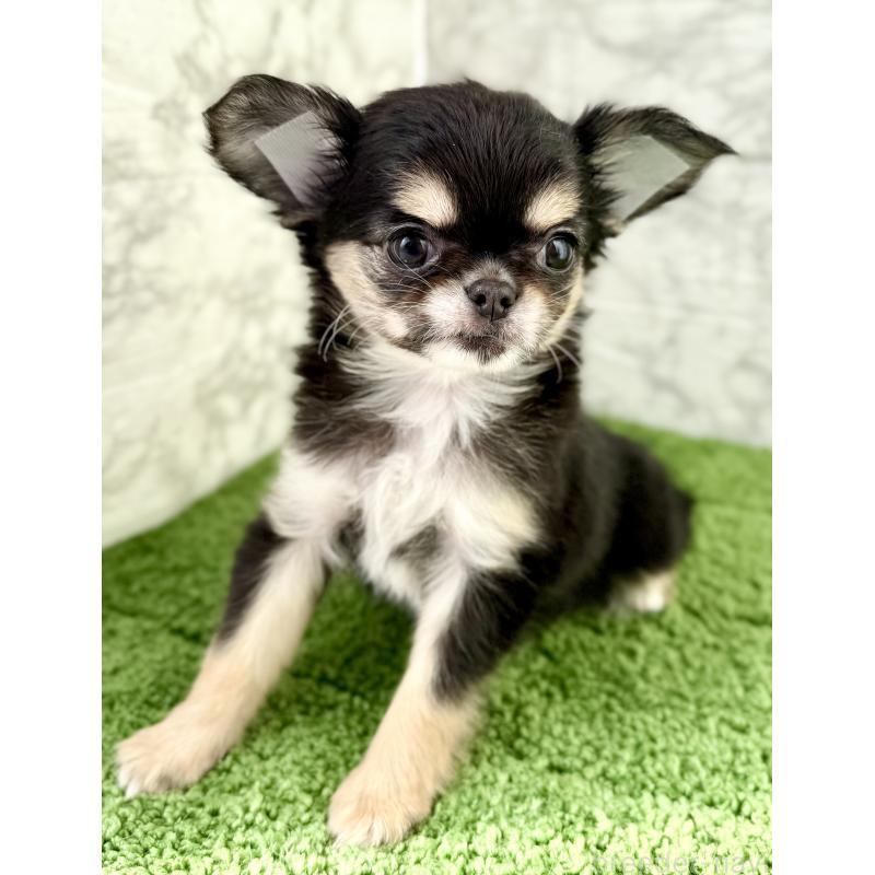 販売中の埼玉県のチワワ(ロングコート)-442731の8枚目