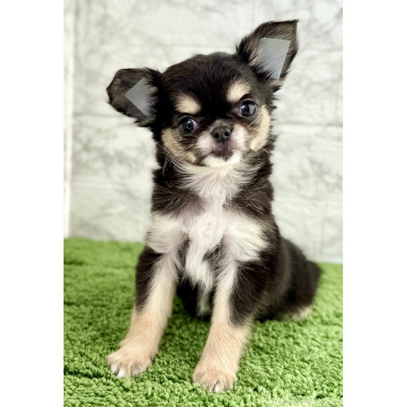 販売中の埼玉県のチワワ(ロングコート)-442731の7枚目