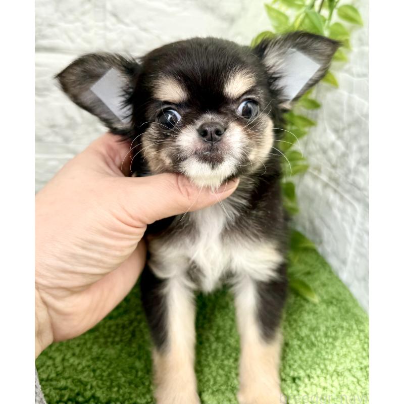 販売中の埼玉県のチワワ(ロングコート)-442731の6枚目