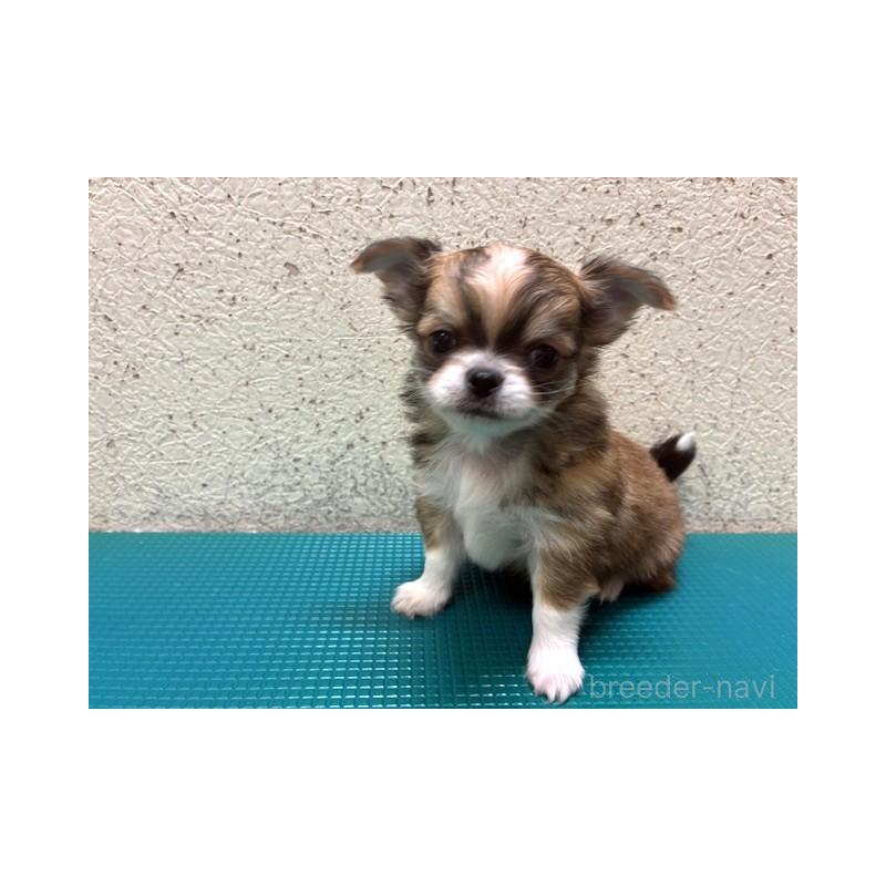 販売中の東京都のチワワ(ロングコート)-441439