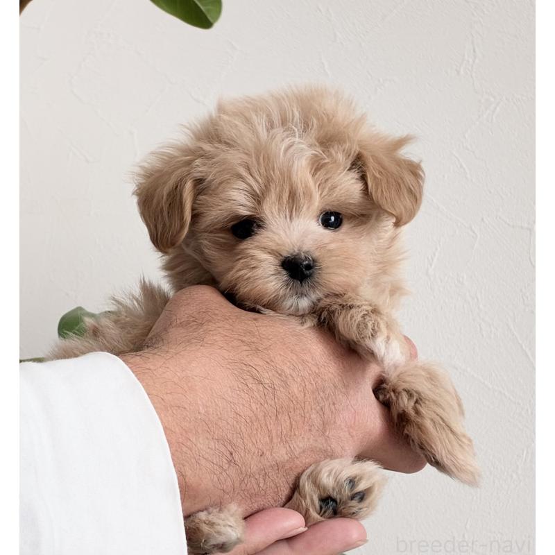 成約済の静岡県のミックス犬-438999の5枚目