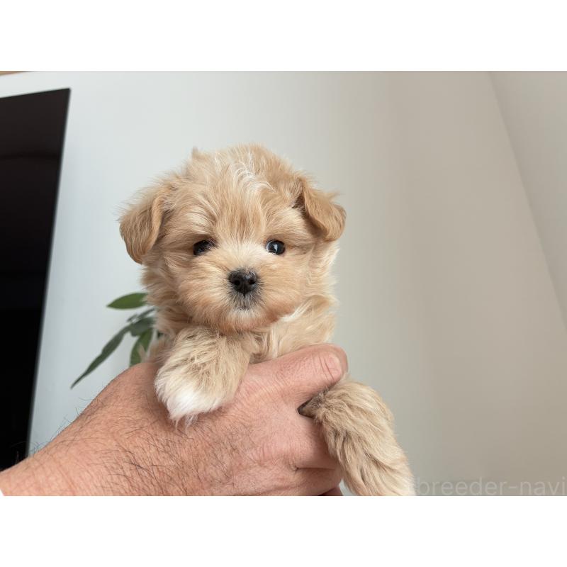 成約済の静岡県のミックス犬-438999の4枚目