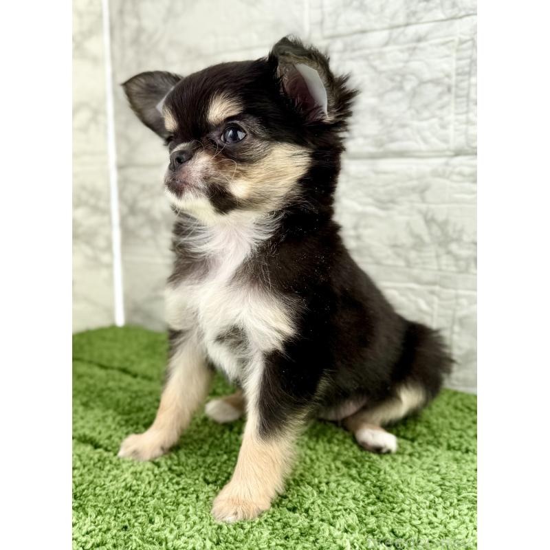 販売中の埼玉県のチワワ(ロングコート)-442731の4枚目