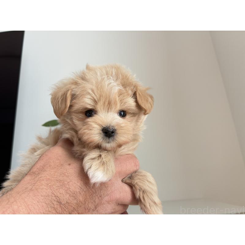 成約済の静岡県のミックス犬-438999の3枚目