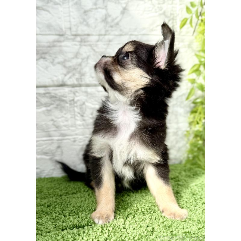 販売中の埼玉県のチワワ(ロングコート)-442731の3枚目