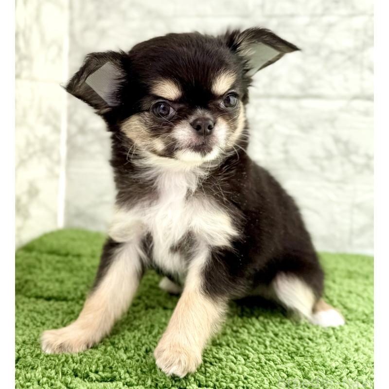 販売中の埼玉県のチワワ(ロングコート)-442731の2枚目