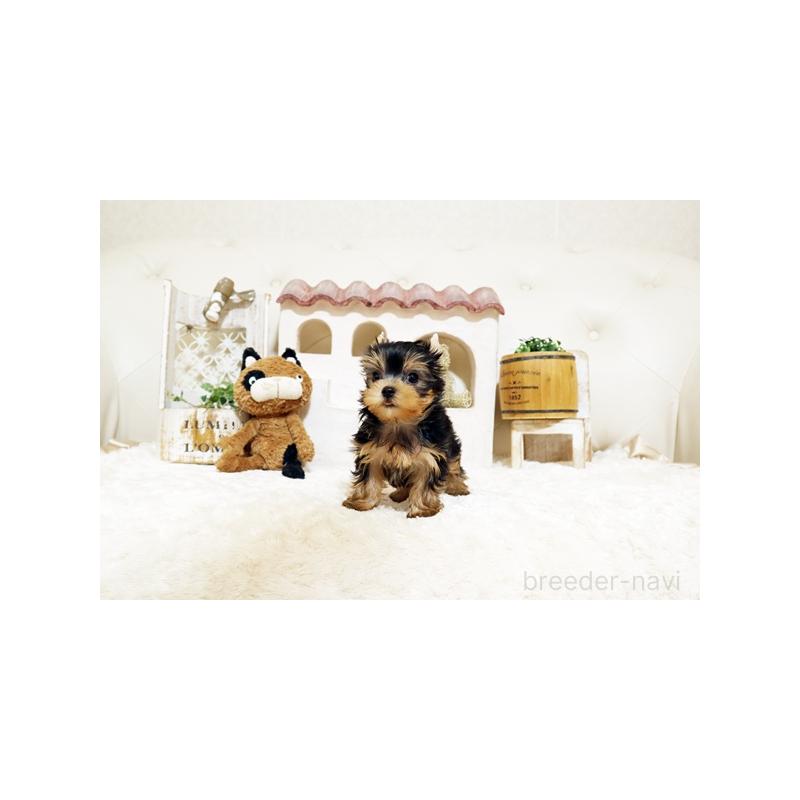 販売中の佐賀県のヨークシャーテリア-442730の5枚目