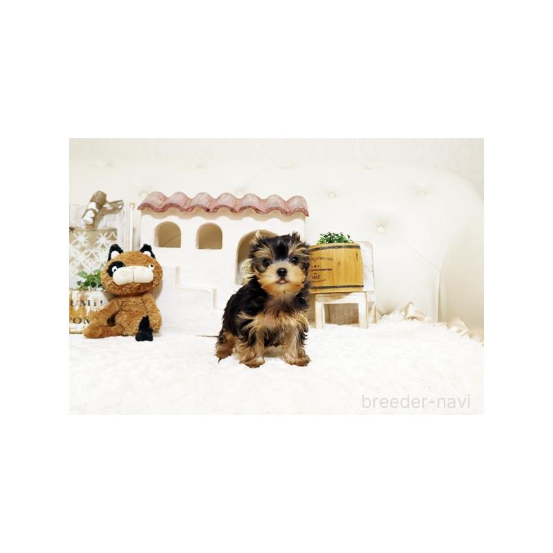 販売中の佐賀県のヨークシャーテリア-442730の4枚目
