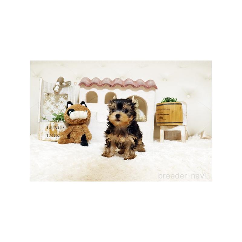 販売中の佐賀県のヨークシャーテリア-442730の3枚目