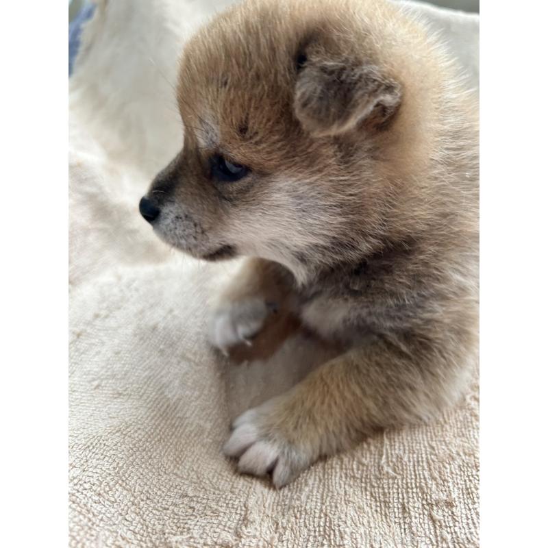 販売中の北海道の柴犬-442733の3枚目