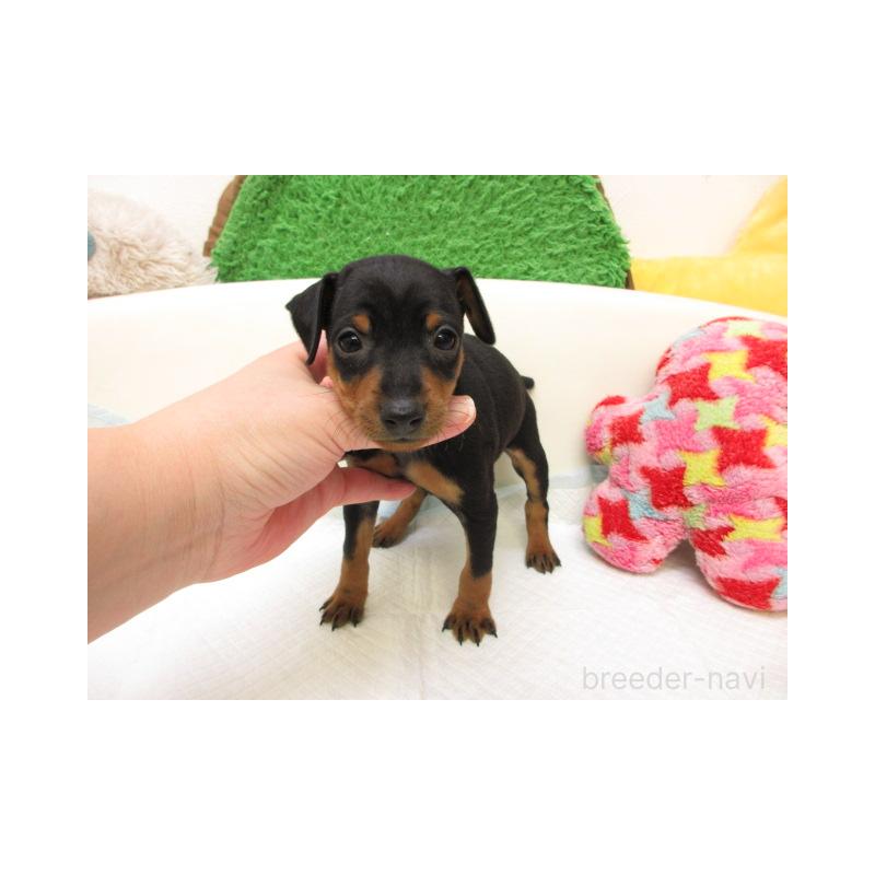 販売中の大阪府のミニチュアピンシャー(ミニピン)-442732の2枚目