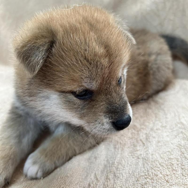 販売中の北海道の柴犬-442733の2枚目