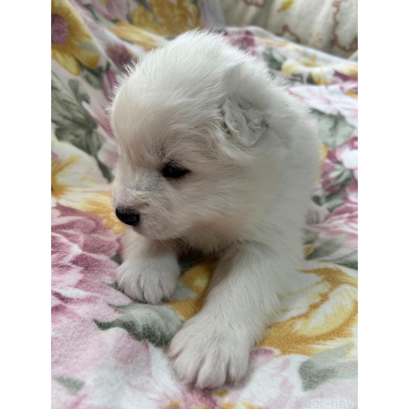 販売中の北海道のサモエド-440990の4枚目