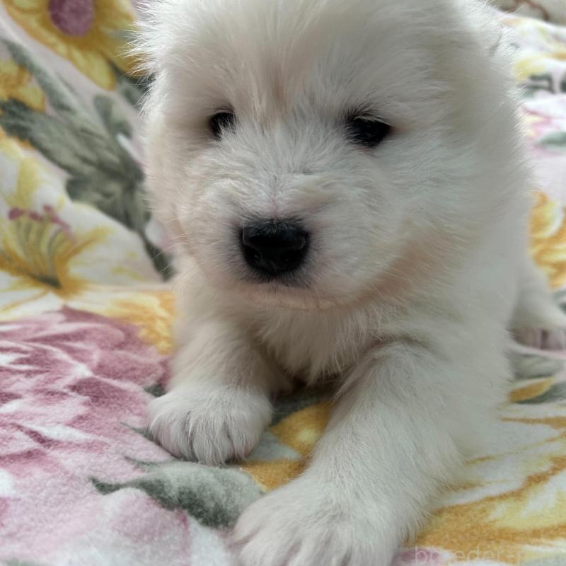 販売中の北海道のサモエド-440990の2枚目