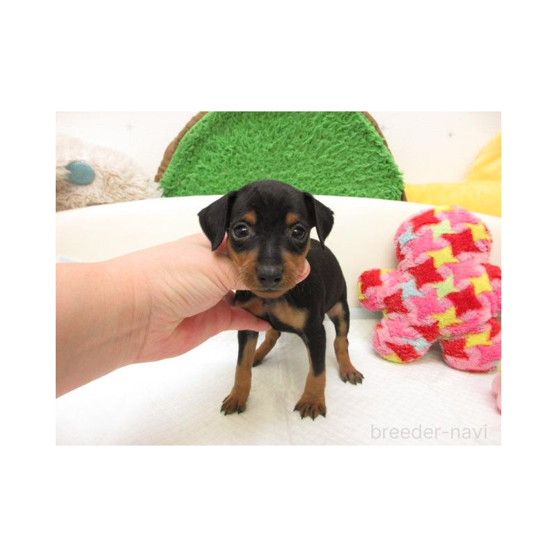 販売中の大阪府のミニチュアピンシャー(ミニピン)-442735