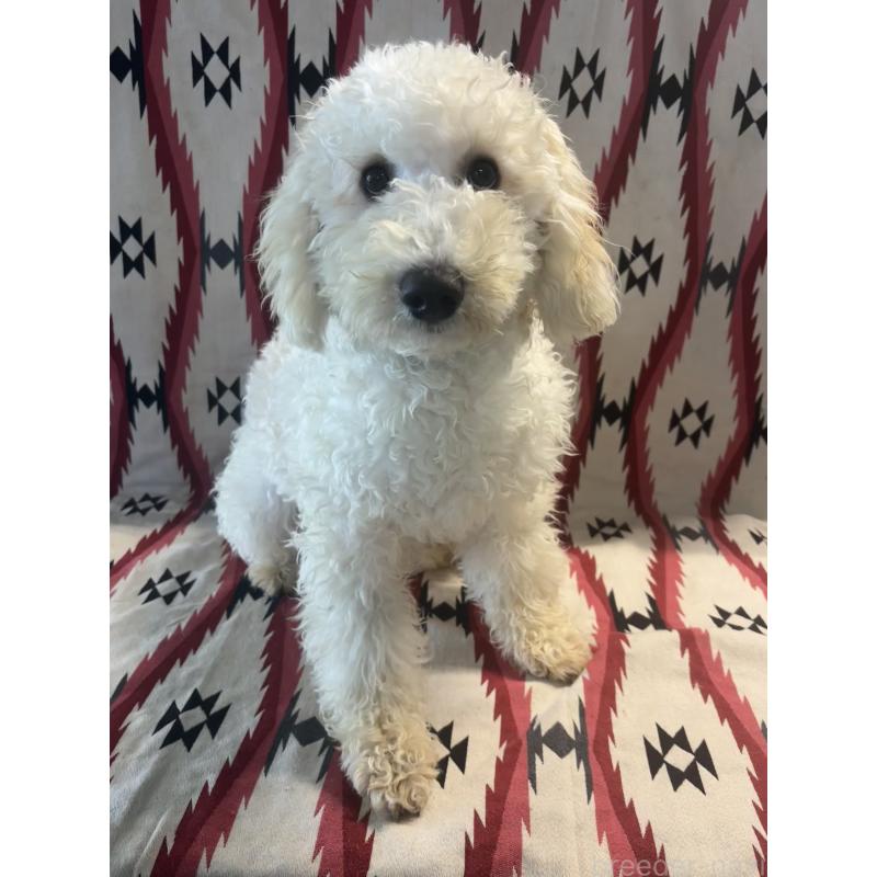 販売中の茨城県のミディアムプードル-442743の5枚目