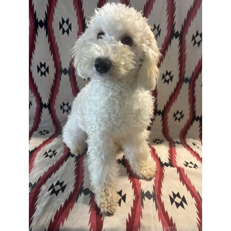 販売中の茨城県のミディアムプードル-442743の1枚目