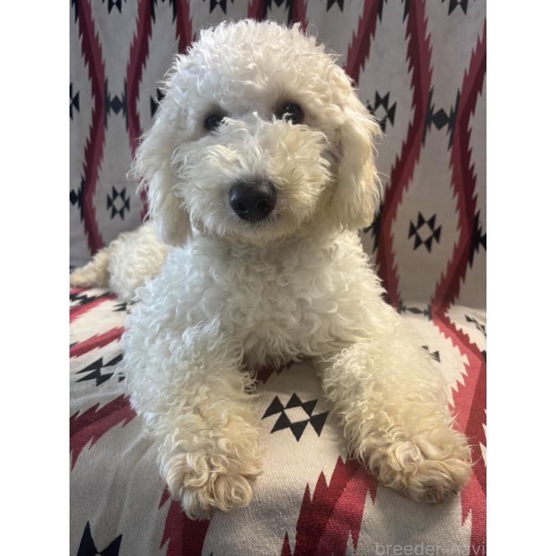 販売中の茨城県のミディアムプードル-442743の4枚目