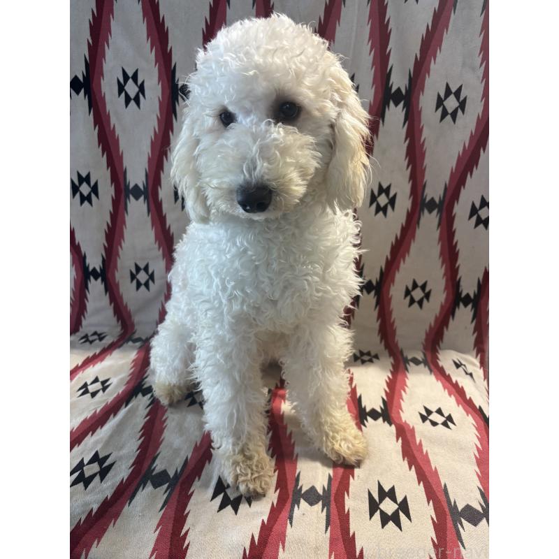 販売中の茨城県のミディアムプードル-442743の3枚目