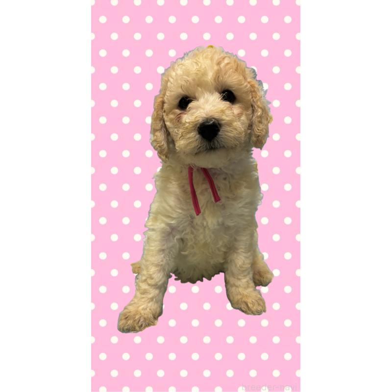 販売中の茨城県のミディアムプードル-442743の2枚目