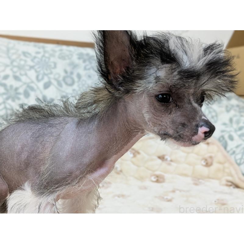 販売中の大分県のチャイニーズクレステッドドッグ-436341の13枚目