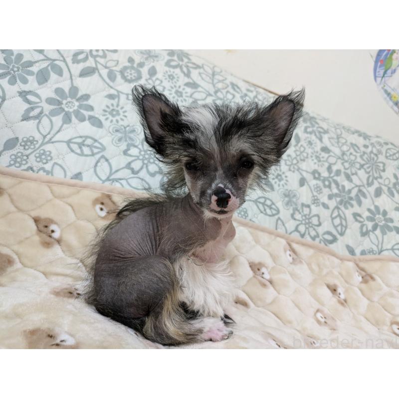 販売中の大分県のチャイニーズクレステッドドッグ-436341の12枚目